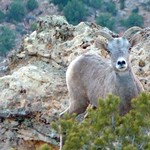 Young Bighorn