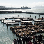 Shared Memory at Pier 39 2
