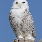Snowy Owl