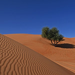 Wahiba Sands Desert, Oman