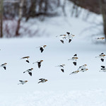 Plectrophane des neiges / Snow bunting (Plectrophenax nivalis)