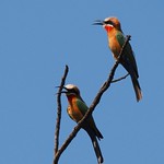 White-fronted bee-eater