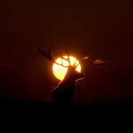 Red Deer - Rim-Lit Silhouette
