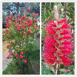 Red bottlebrush flowers - Callistemon cultivar - 20121103 and 20121105