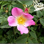 Wild Rose ..