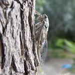 Cicada