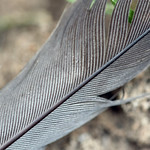 Feather