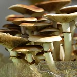 Grow your own mushrooms