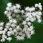 White wildflower - White Snakeroot