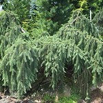 Picea abies 'Pendula'