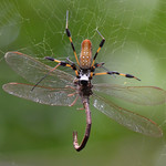 "Banana Spider Vs. Dragonfly"