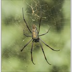 Golden Orb Silk Weaver