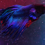 betta