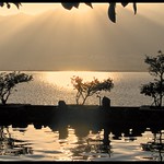 sunset bonsai reflection