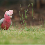 Galah