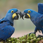 Hyacinth Macaw (Anodorhynchus hyacinthinus)