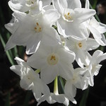 Paper Whites