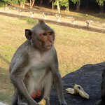 Hungry Monkey at Angkor Wat; Angkor Archaeological Park, Cambodia