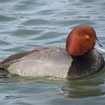 IMG_1497 SX30 07FEB12 Red Head Duck GP LP