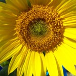 100_2670 Sunny Sunflower - Explore