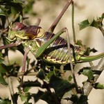 Parasteropleurus perezii