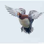 Eurasian Wigeon