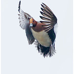 Eurasian Wigeon