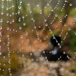 Water drops on a web