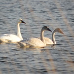 Tundra swans