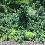 Picea abies 'Pendula'