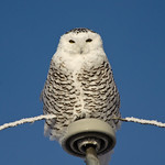 snowy owl perched
