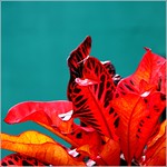 Happy and colorful New Year ...