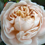 Ambridge Rose