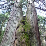 Giant trees - cedars?