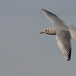 Chroicocephalus ridibundus-Black-headed Gull