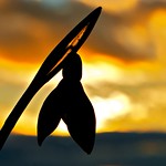 Snowdrop in the sunset