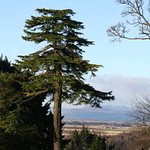 Scots Pine