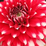 dahlia