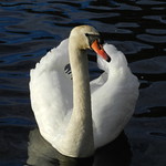 swan