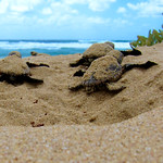 Loggerhead turtles - Mabibi