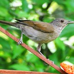 Sabi&aacute;-branca ou Sabi&aacute;-do-barranco (Turdus leucomelas) - Pale-breasted Thrush