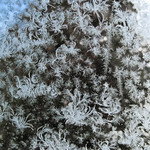 Wintery Art - Art hivernal