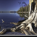 Yellowstone Lake, Tree Stump
