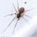 Spider - Linyphiidae
