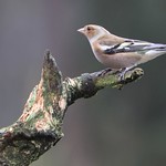male common chaffinch (Fringilla coelebs)