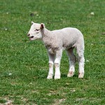 Bleating Lamb