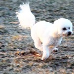 Tie me Kangaroo Down, Sport!