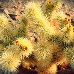 Cholla Cactus