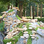 Porseleinzwam - porcelain fungus