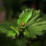 ladybird